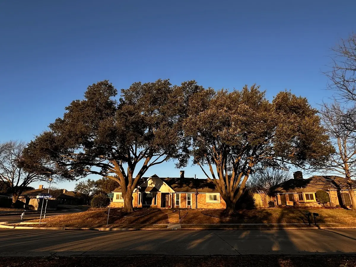Established residential canopy tree shading a home in Crane